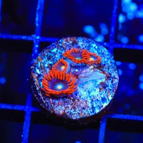 Punk Rocker Zoanthids Coral