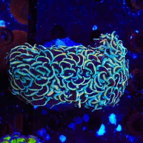 Rainbow Wall Hammer Coral