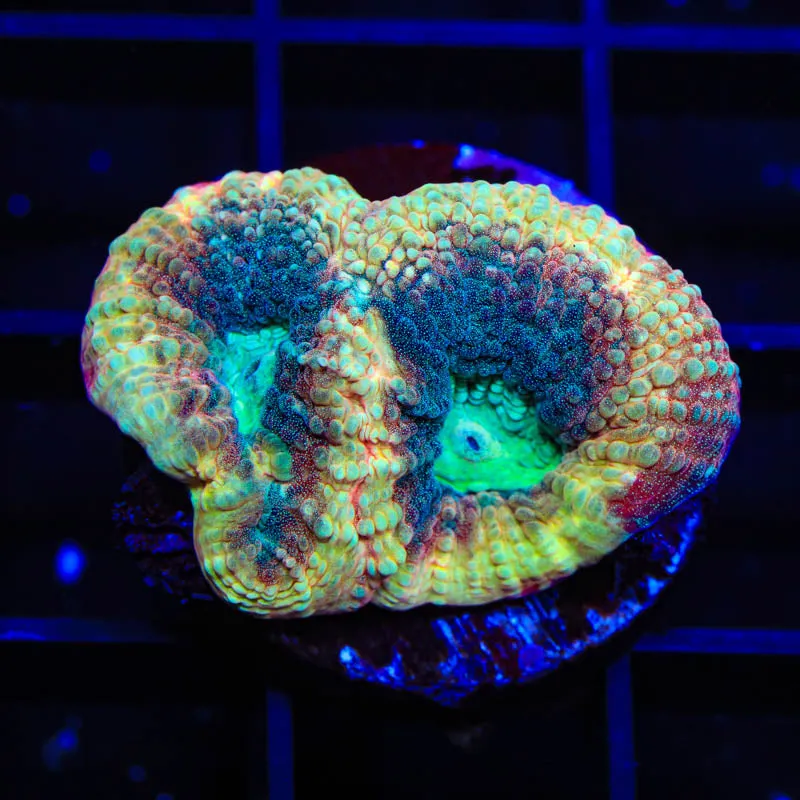 TSA Riptide Favia Coral