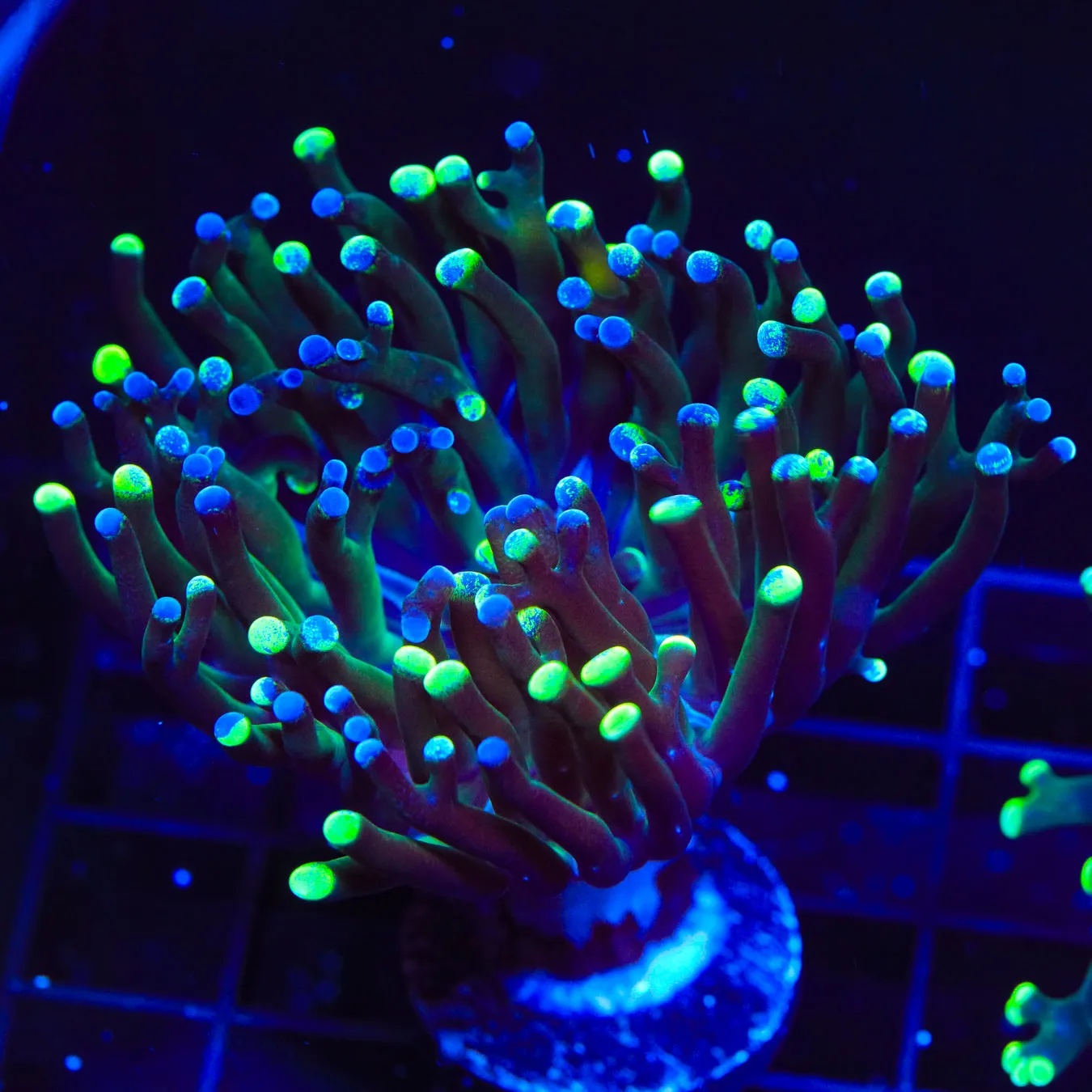 Two-tone Frogspawn Coral